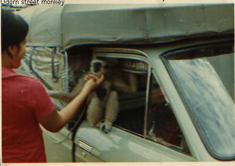 Udorn Street Monkey.jpg